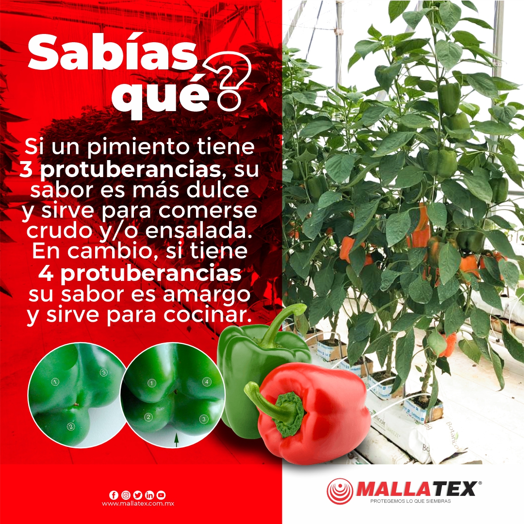 Mallatex's tweet photo. Sabías qué? Si un pimiento 🫑 tiene 3 protuberancias, su sabor es más dulce y sirve para comerse crudo y/o ensalada. En cambio, si tiene 4 protuberancias su sabor es amargo y sirve para cocinar

Contáctanos:
📞 (33) 2016 4875 ✉️ info@mallatex.com.mx

#AgriculturaProtegida https://t.co/yMyXJV87FF