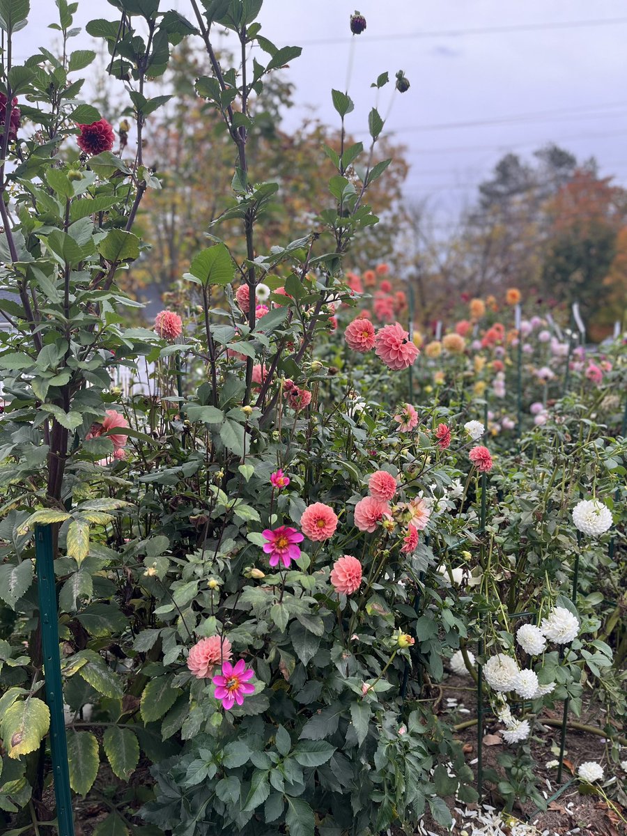 Dahlia heaven in upton funkyouup