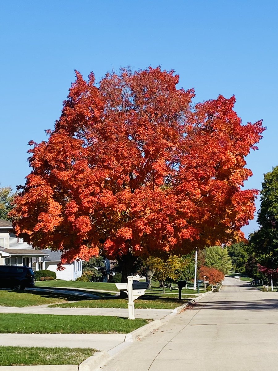 BenakSandy's tweet photo. Beauty Fall Colors!🍂 https://t.co/5pybgmEvZK