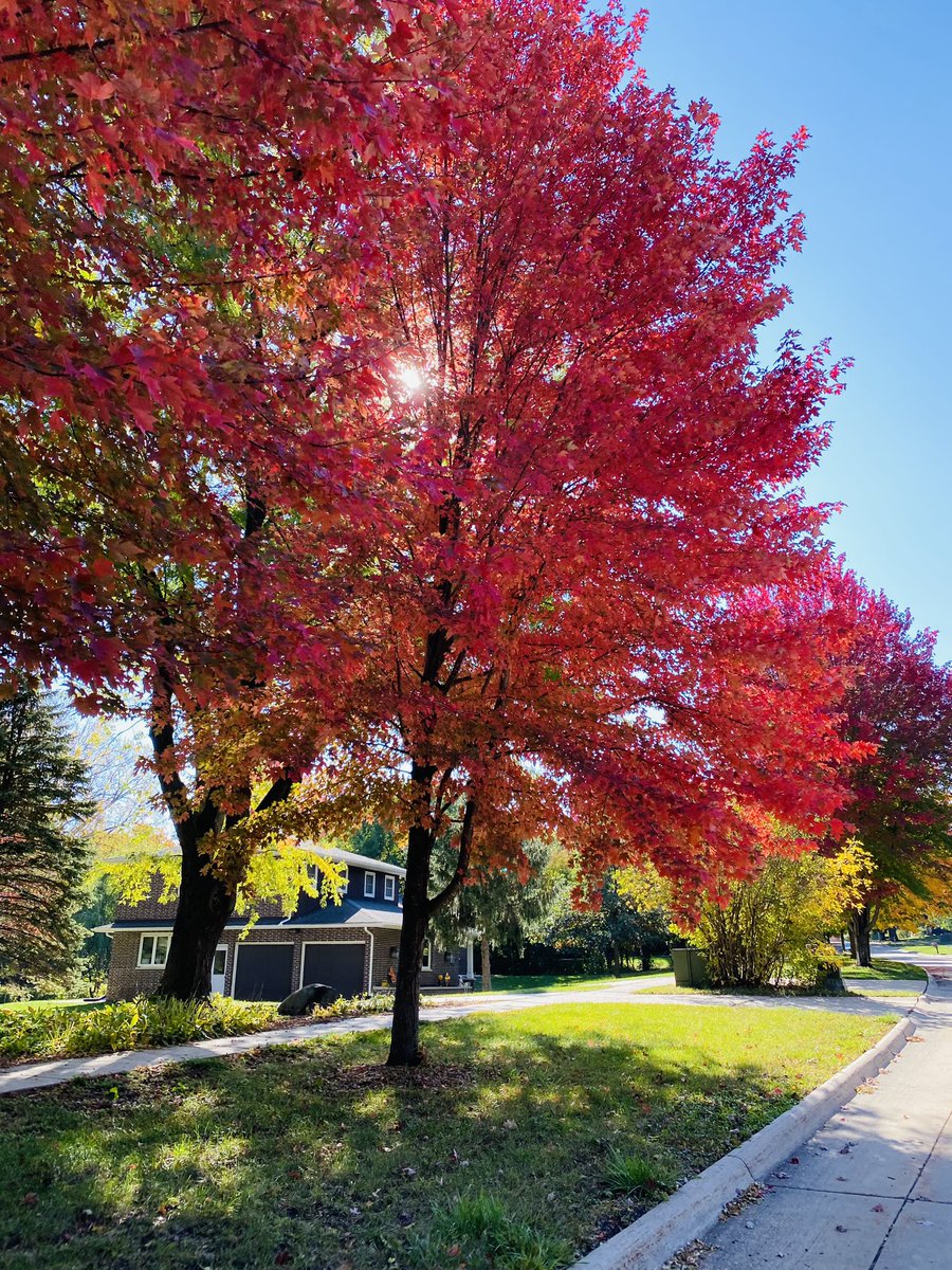 BenakSandy's tweet photo. Beauty Fall Colors!🍂 https://t.co/5pybgmEvZK