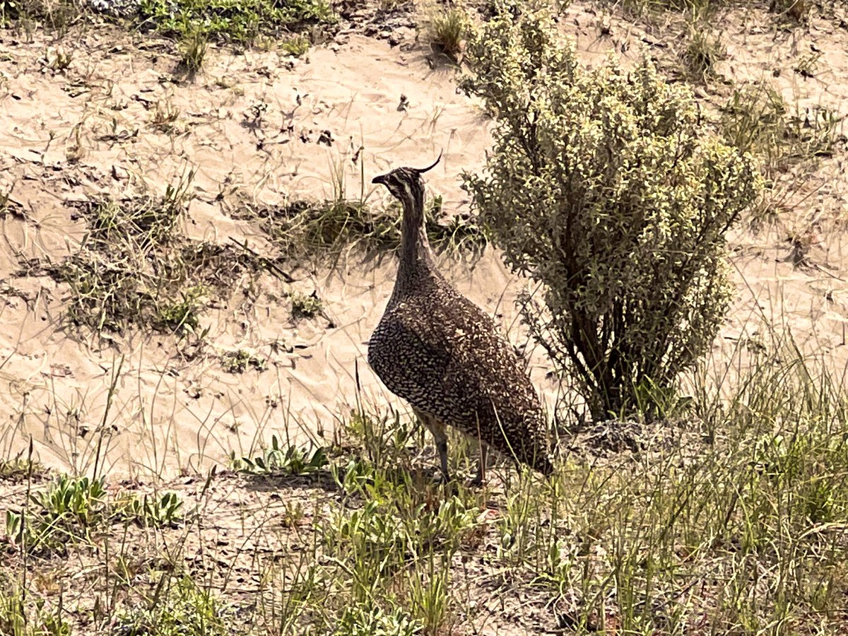 ESQUIREMATT's tweet image. This is an elegant-crested tinamou from Península Valdés in Patagonia, a #UNESCO Worlld Heritage Site in Southern Argentina.
