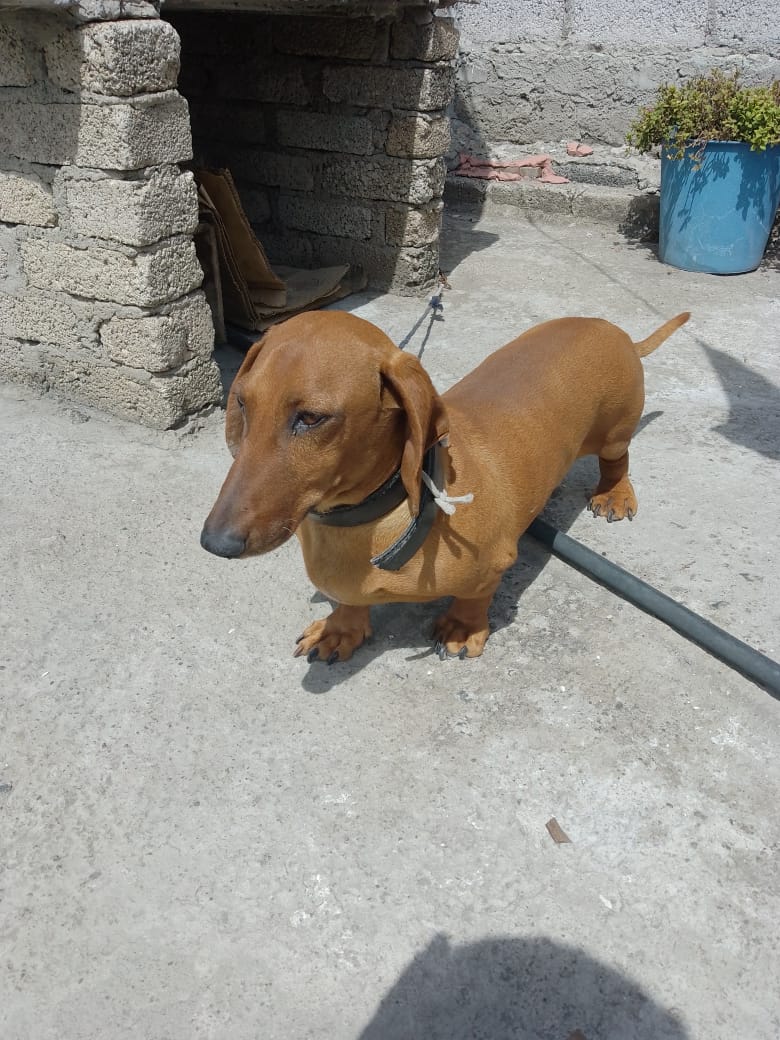 Amigo leal y jugueton