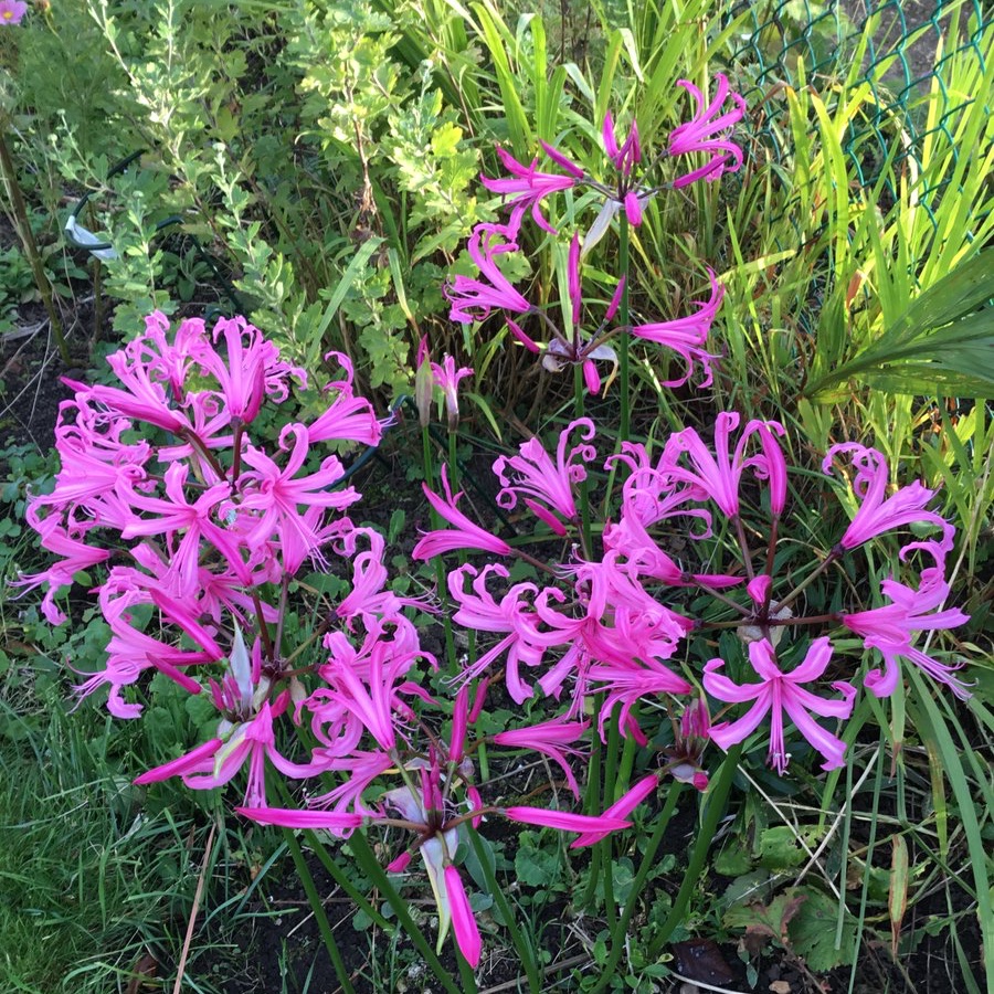 Troyvisitor's tweet photo. Haven’t set foot in our garden today so looking forward to #GardenersWorld. At least our #Nerines are bringing cheer. https://t.co/DjdEFy16xd