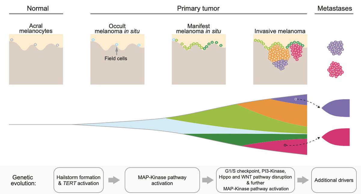 Meng Wang tweet media