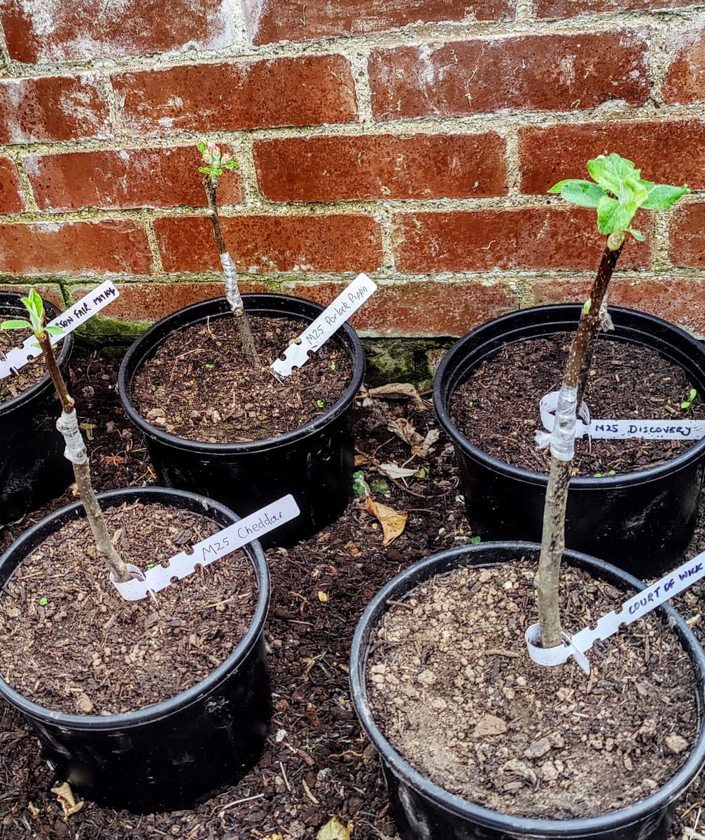 Somerset outdoor tweet media