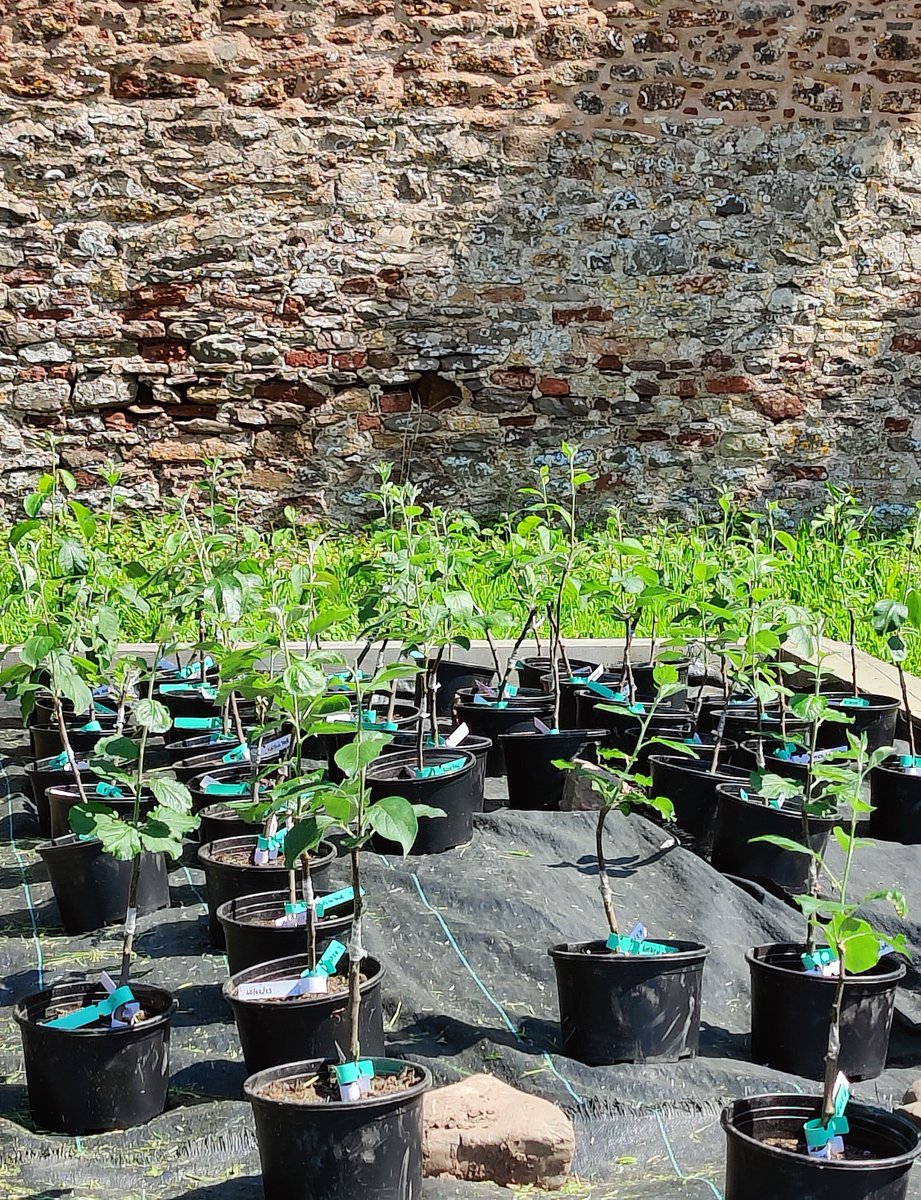 Somerset outdoor tweet media