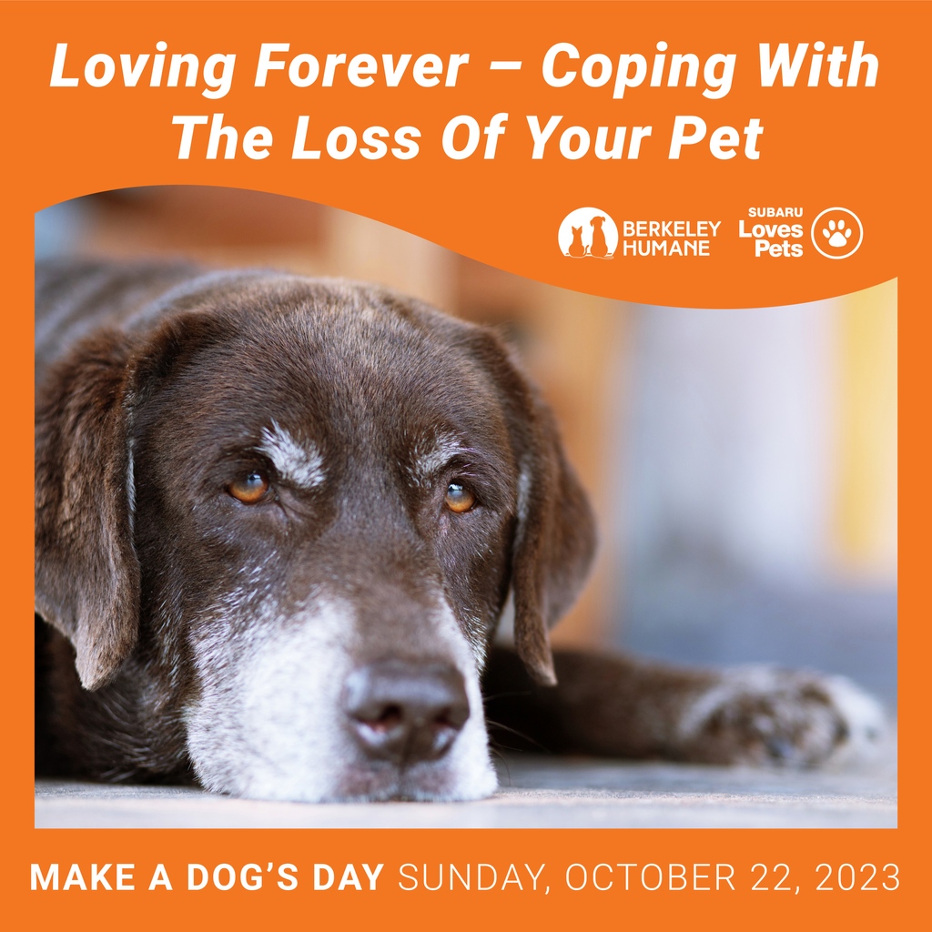 Free online webinar on October 22nd—Make A Dog's Day. Losing a pet can lead to enormous sadness. Learn how to find comfort, cope with loss, and navigate grief’s challenges. Presented by Jill Goodfriend, Grief Recovery Specialist. REGISTER: berkeleyhumane.org/events/make-a-…