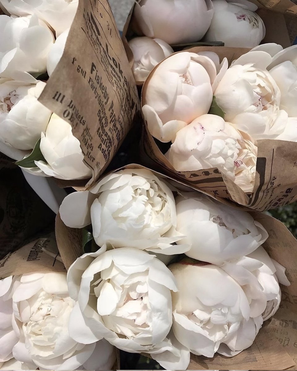 Exulansista's tweet photo. white tulips or white peonies? https://t.co/R9WH5N5mfd