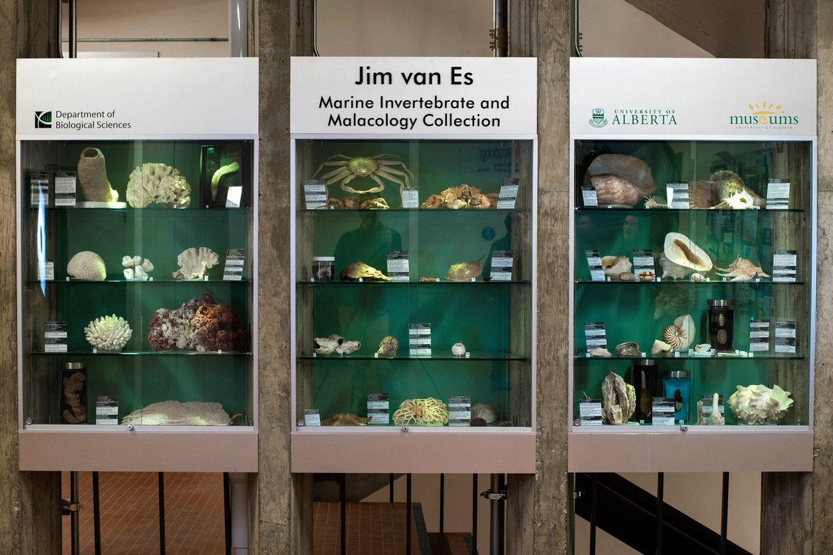 UAlbertaMuseums's tweet photo. The Jim van Es Marine Invertebrate and Malacology Collection includes a wide range of preserved marine invertebrate animals from the Northeastern Pacific Ocean. 🌊 

Find out more about this #UAlbertaMuseums collection! https://t.co/IqbKZ4pJRA #UAlberta https://t.co/boIs51HbO2