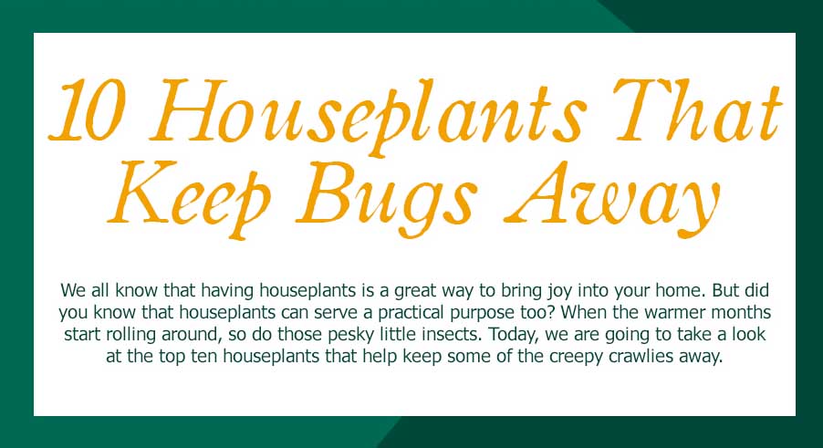 azbuilderszone's tweet photo. 10 Houseplants That Keep Bugs Away https://t.co/cxvy5VRqMa https://t.co/1LvJ3ShH3o