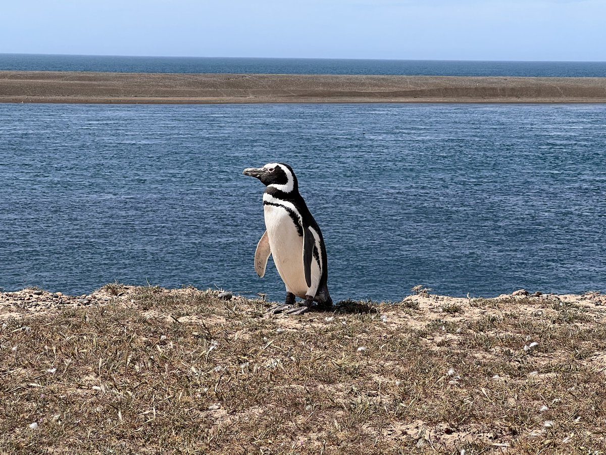 ESQUIREMATT's tweet image. Magellanic Penguin at #UNESCO World Heritage Site in #PenisulaValdes #Argentina
