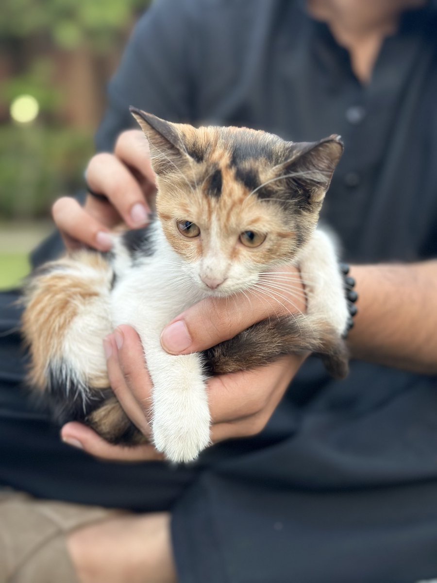 dumbesthore's tweet photo. unbelievable that im getting over my fear of cats like this https://t.co/RcJ5LhKkZ5