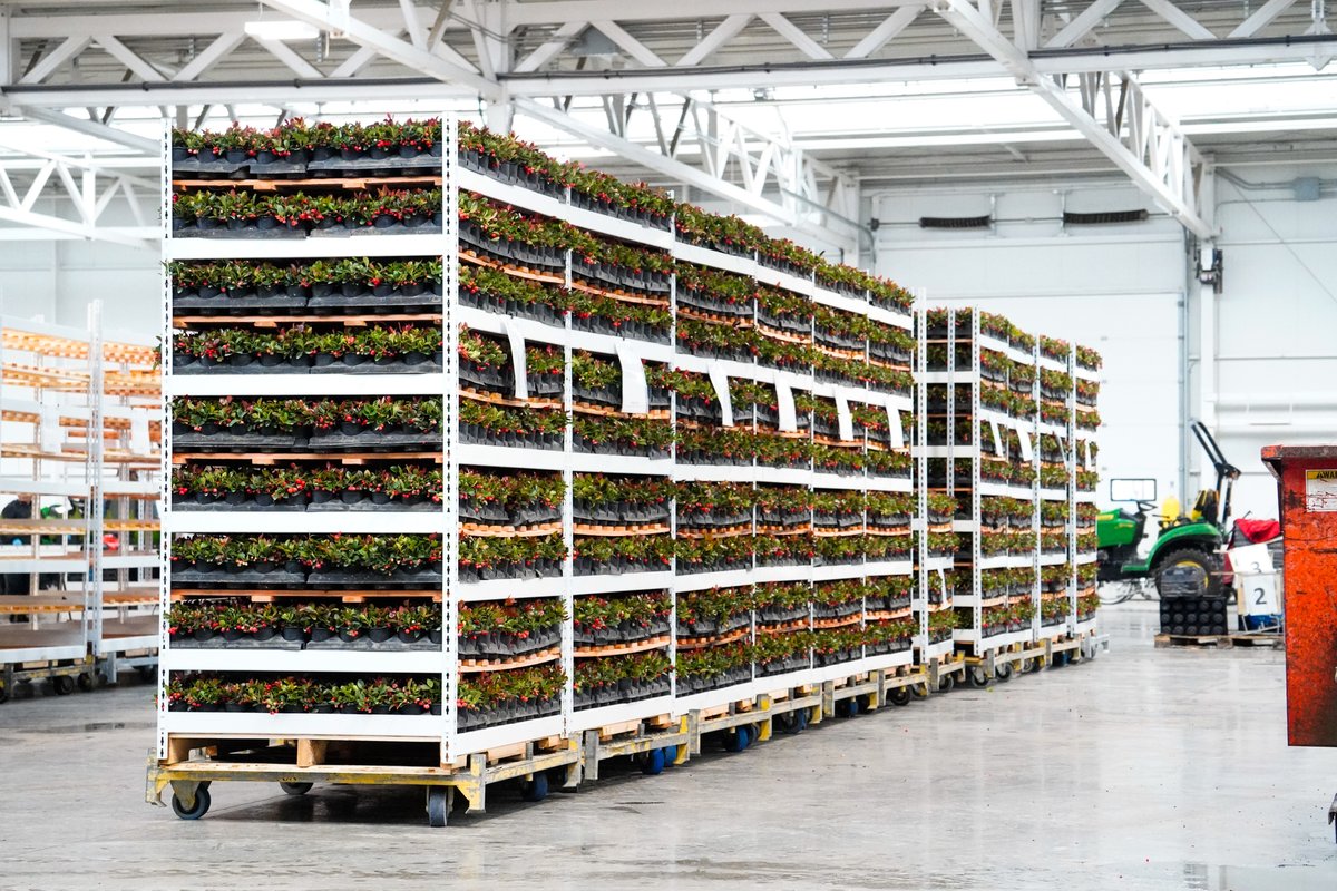 qualitreeteam's tweet photo. Nothing says fall like a warehouse full of Gaultheria! π€© Boasting bountiful, beautiful berries, these wonderful Wintergreen are heading out to wow customers. Contact your broker rep or our sales team to add some shelf appeal to your retail line-up!
#Qualitree #BoldAndBeautiful https://t.co/ndHipI5GZE