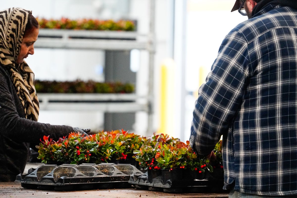 qualitreeteam's tweet photo. Nothing says fall like a warehouse full of Gaultheria! π€© Boasting bountiful, beautiful berries, these wonderful Wintergreen are heading out to wow customers. Contact your broker rep or our sales team to add some shelf appeal to your retail line-up!
#Qualitree #BoldAndBeautiful https://t.co/ndHipI5GZE