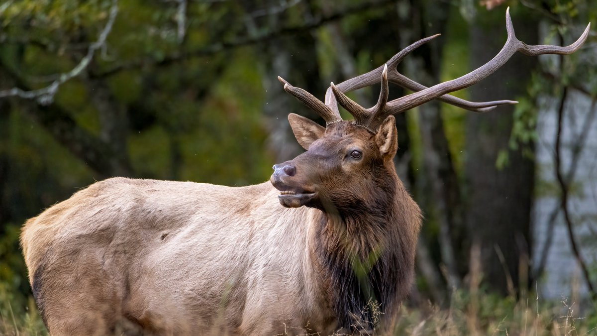 See my story on Elk Watching in the Cataloochee Valley at the following link: new.express.adobe.com/webpage/5h9JZc…