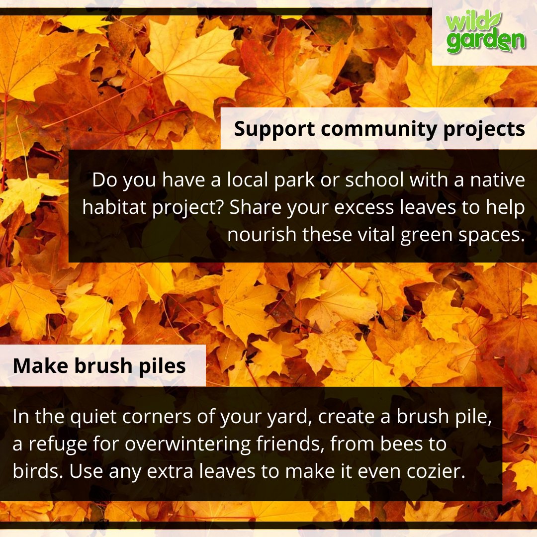 WildGardenEarth's tweet photo. Here are some tips for #leavetheleaves!

#nature #garden  #rewilding #backyardbiodiversity #wildgarden https://t.co/8nfb2h56M0