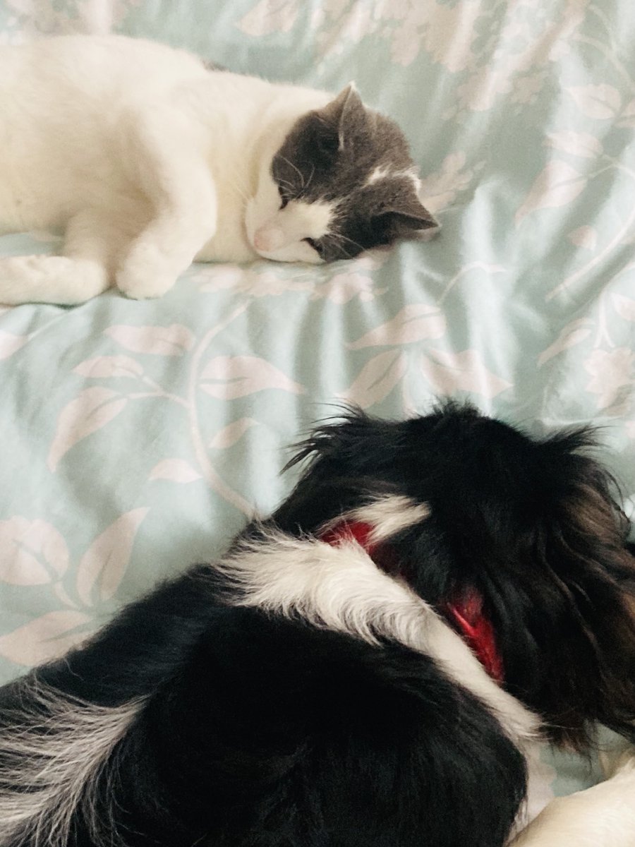 Nap time. Best of friends ❤️ #cats #catsoftwitter #catsontwitter #catsofX