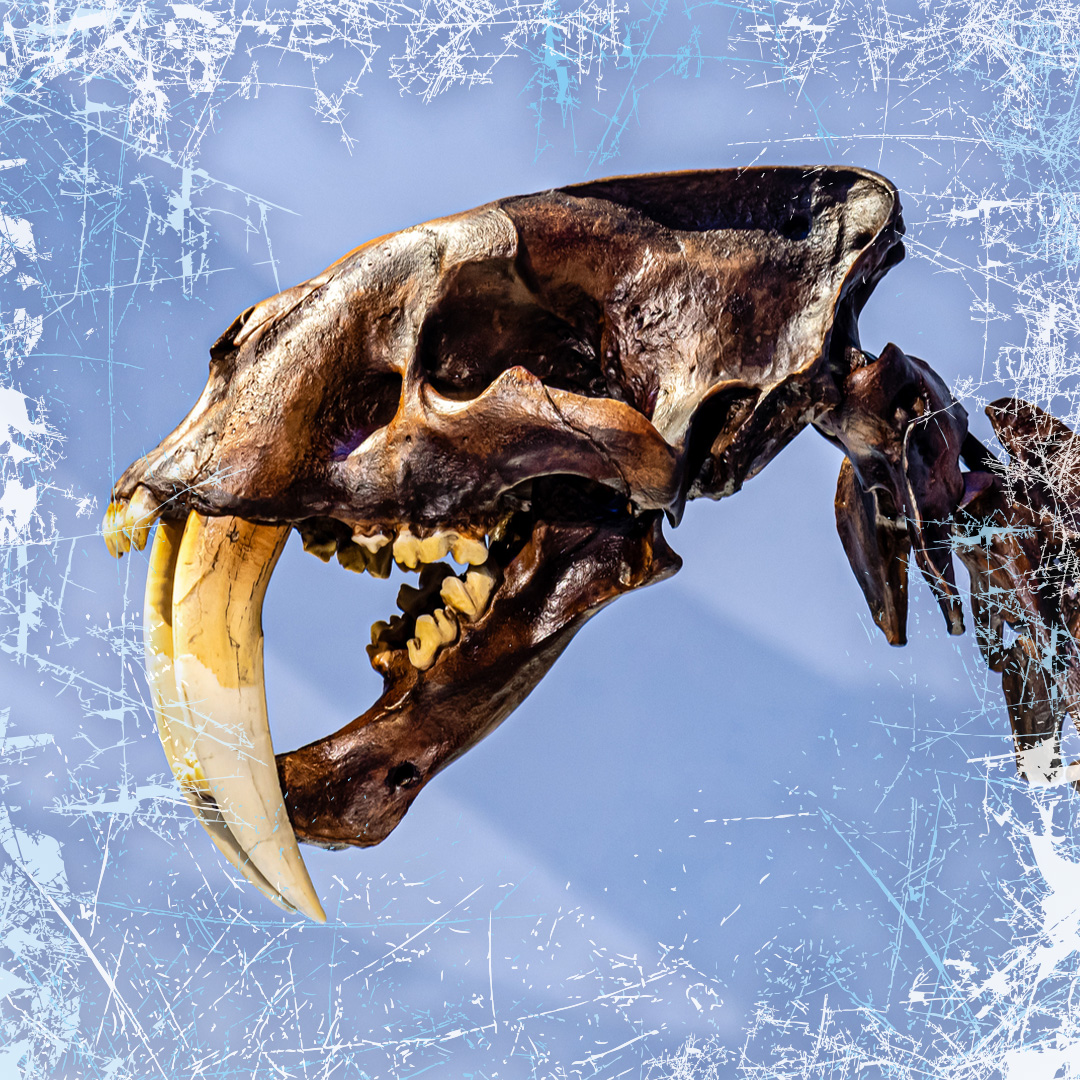 DenverMuseumNS's tweet photo. "Mysteries of the Ice Ages" is NOW OPEN! https://t.co/nJLw1tHUr3 #iceout #iceages #dmns https://t.co/G1JHXPLuTX