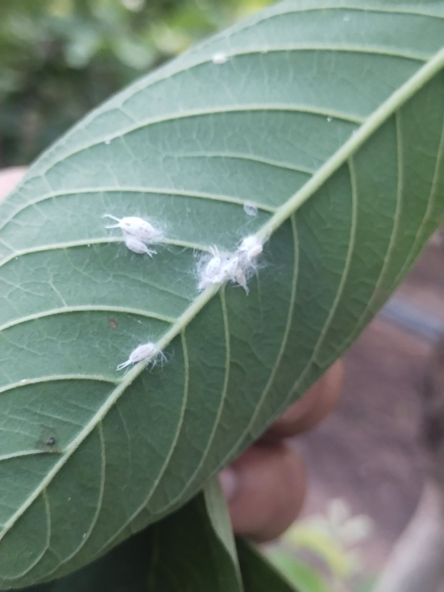 Tailed mealy bug is a sucking pest of Guava.Both nymph and adult suck the sap from the leaves and berries. 
Management:-Dinotefuron 20SG0.5 gm +Buprofezin 25SC 1ml /lt will effective  against mealy bug.
#mealybug
#guava #pest
@UCDavisEntomolo @alabamaED @ClinicPlant @corteva