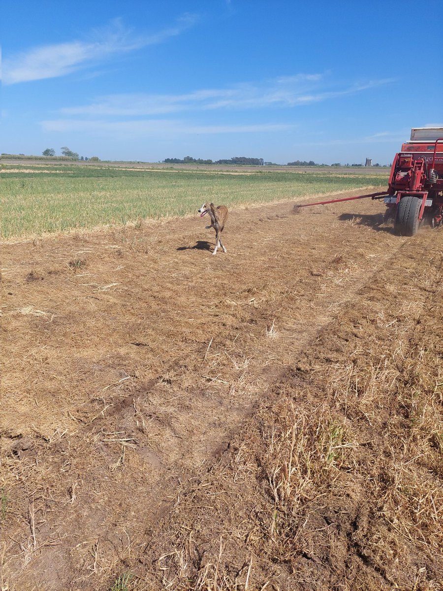 sbrestovich's tweet photo. Siembra de Maíz! Ensayo de larga duración EEA Pergamino
#grupo Gestión Ambiental 😁
Maize sowing! Rain shelters will be installed soon!
#covercrops #Csequestration #climatechange
@IntaPergamino
@EJP_TRUESOIL https://t.co/5v2gUZrzJR