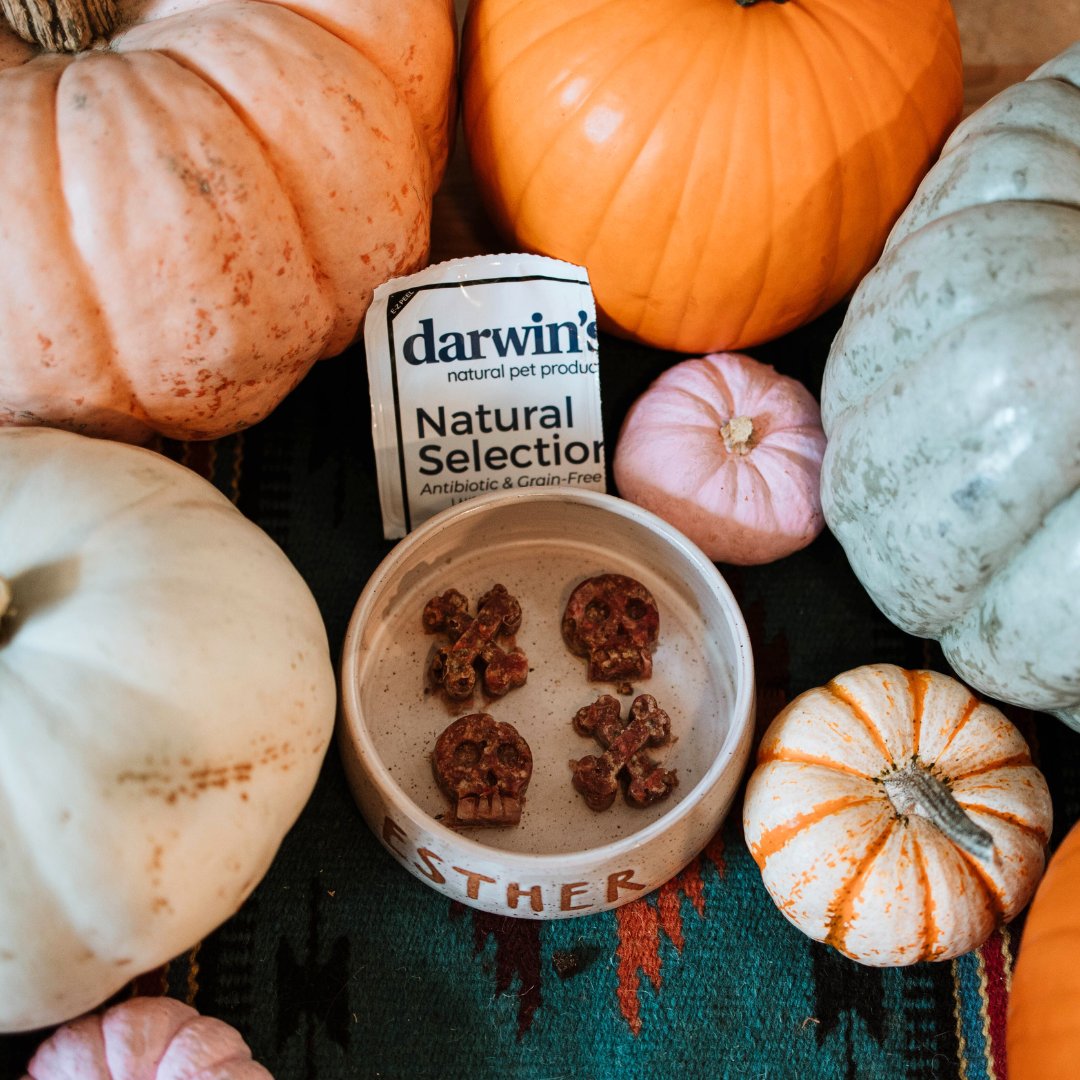 Raw feeding allows dogs to thrive on a diet that closely mimics their ancestral, carnivorous roots. It's all about fresh, unprocessed ingredients that nourish their bodies from nose to tail. 
📸 Credit Adognamedesther on IG
#darwinspet #rawfeddog #rawfeedingcommunity