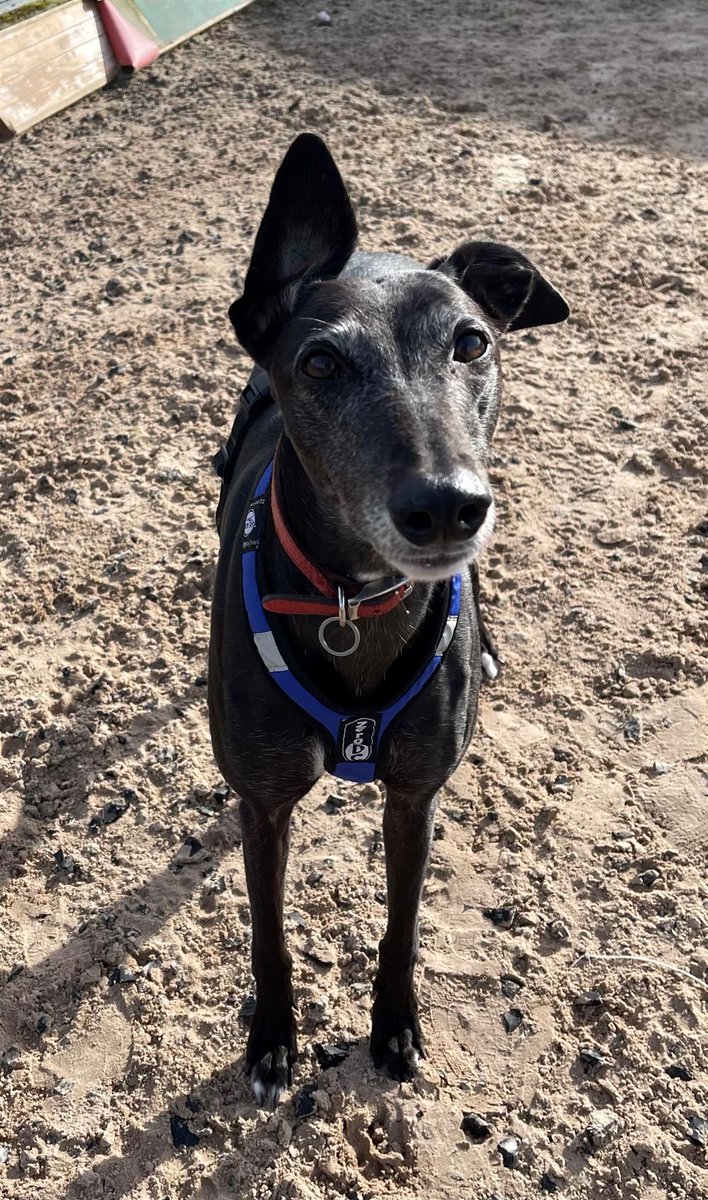 Please retweet to help Betty find a home #LANCASHIRE #UK Affectionate Greyhound aged 5-6. Needing a new home due to a change in her owner's circumstances. She can live with children aged 10+. Please contact the shelter for more information. DETAILS or APPLY👇…