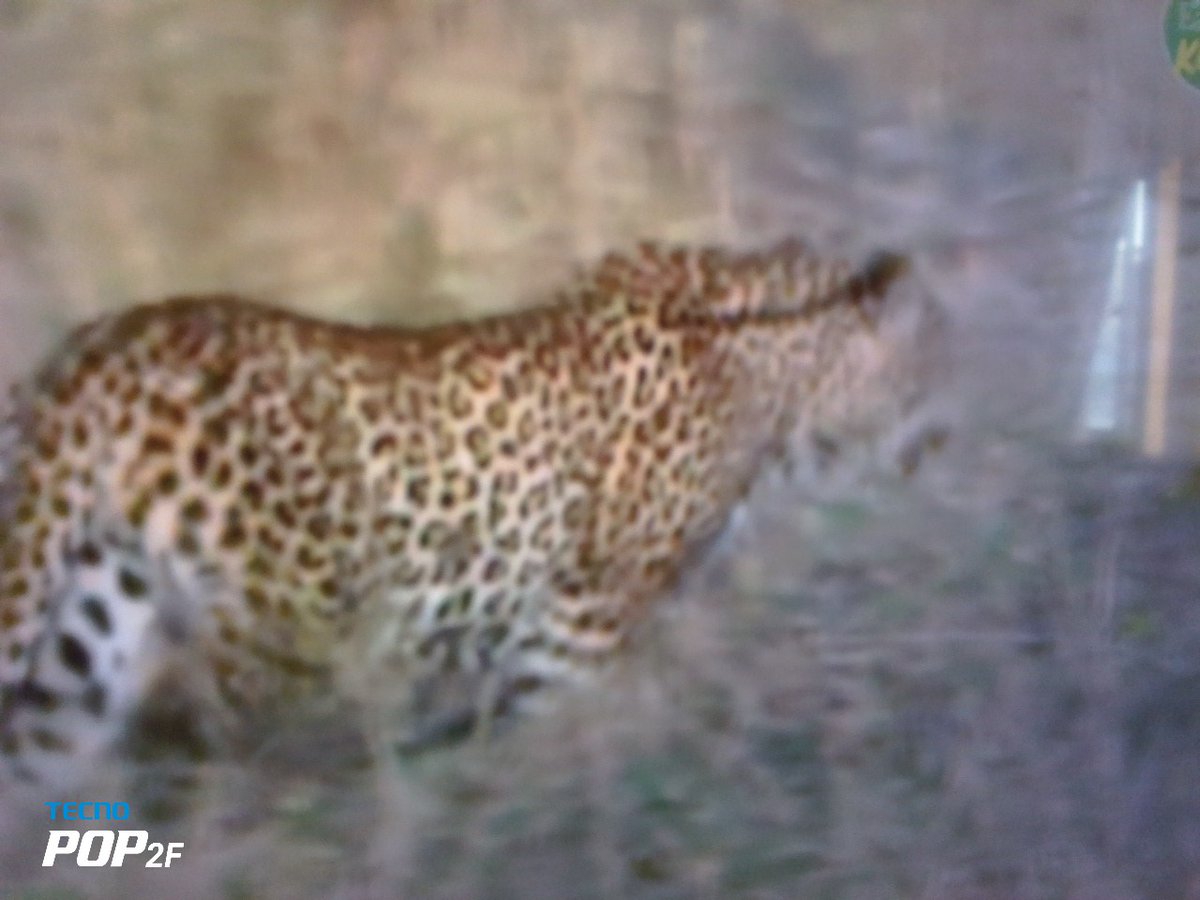 Wow spots in ecotraining pridelands. #wildearth