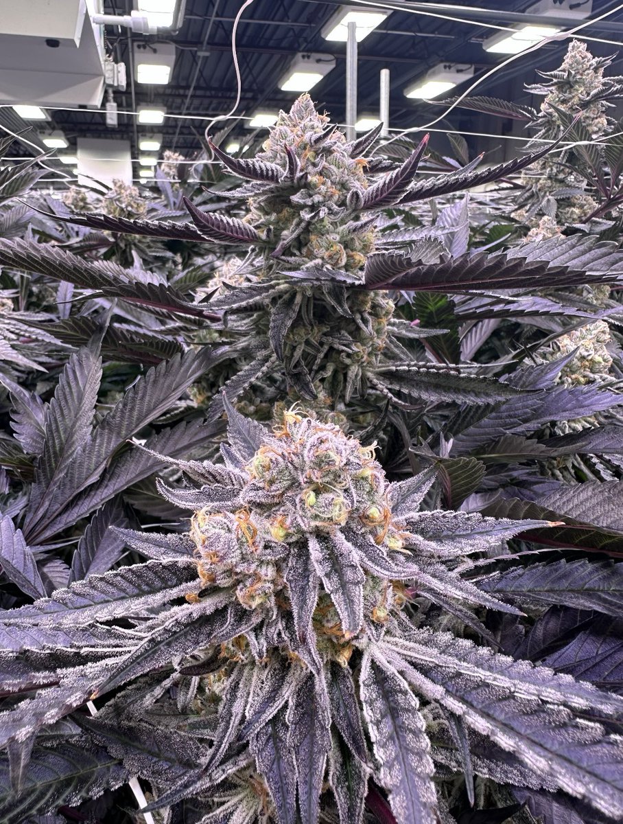 House Of Dankness tweet media