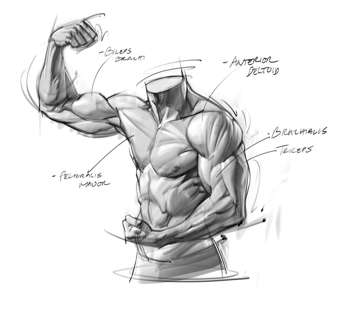 Anatomy sketch of male torso and arms!  #doodle #sketch #anatomy #figuredrawing #linework #arms #chest #hands #abs #gesture #chest #shading