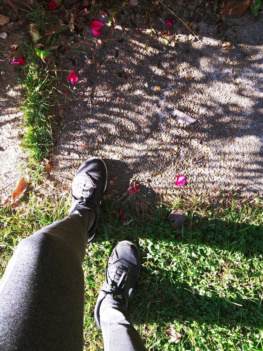 IAMJamena's tweet photo. 👑      . . . . 👟 👟 🥀 . . . .
walKING On The Petals Of #Roses🌹

#FRIDAYFLOWers🌹🌿🌹🌿🌹💫 
#OctoberRoses🌿🌹🍃🌹🍂🌿 
#JamenasRoseGarden⛅🏡🌿🌹💫
#SunShineStepsIn🌞👟👟 https://t.co/ZLzl0Vq2wg