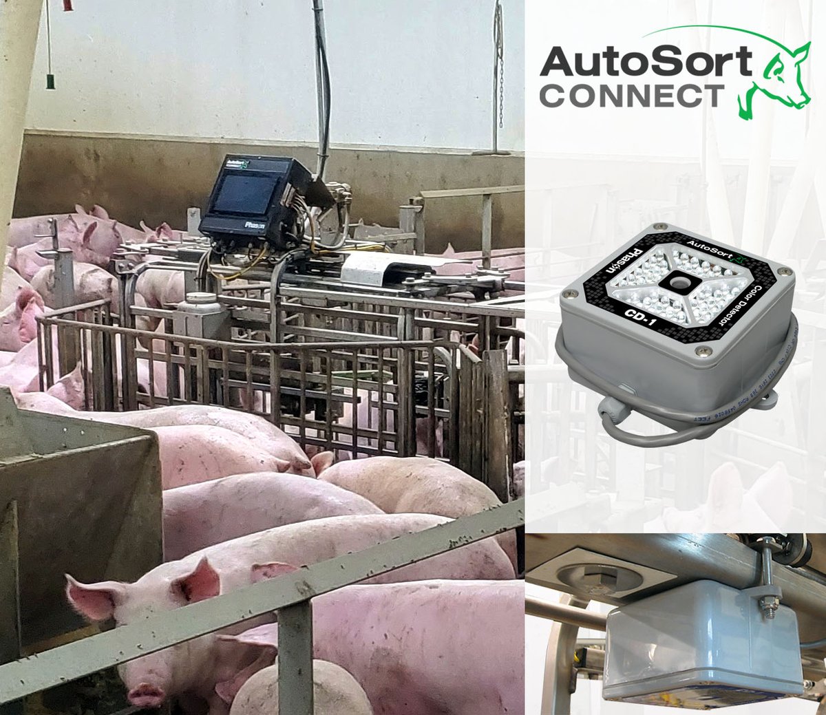 PhasonControls's tweet photo. Track the growth rate of your hogs with AutoSort Connect, which directs them to the food court corresponding to their weight range.

#AutoSortConnect #Phason https://t.co/Gf723A4uzm