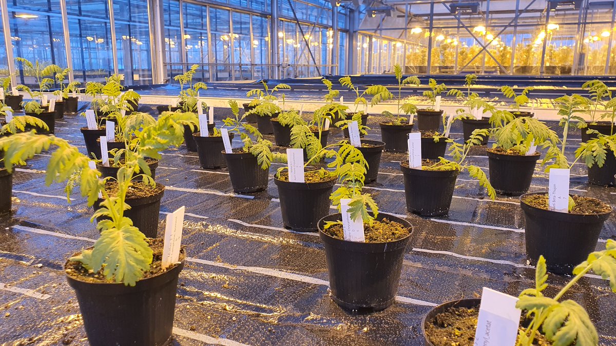 TerrEcolGroup's tweet image. We are hiring! For our work in the @chemodiversity Research Unit, we seek a motivated PhD candidate with an interest in plant chemical ecology, as a driver of below- and aboveground communities. Are you - or do you know a good candidate? More info: lss.ls.tum.de/toek/stellenau…

RT=♥️