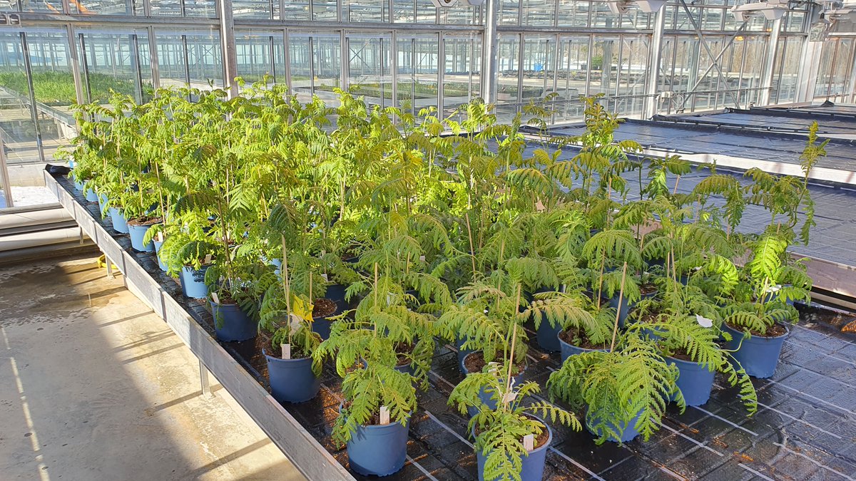 TerrEcolGroup's tweet image. We are hiring! For our work in the @chemodiversity Research Unit, we seek a motivated PhD candidate with an interest in plant chemical ecology, as a driver of below- and aboveground communities. Are you - or do you know a good candidate? More info: lss.ls.tum.de/toek/stellenau…

RT=♥️