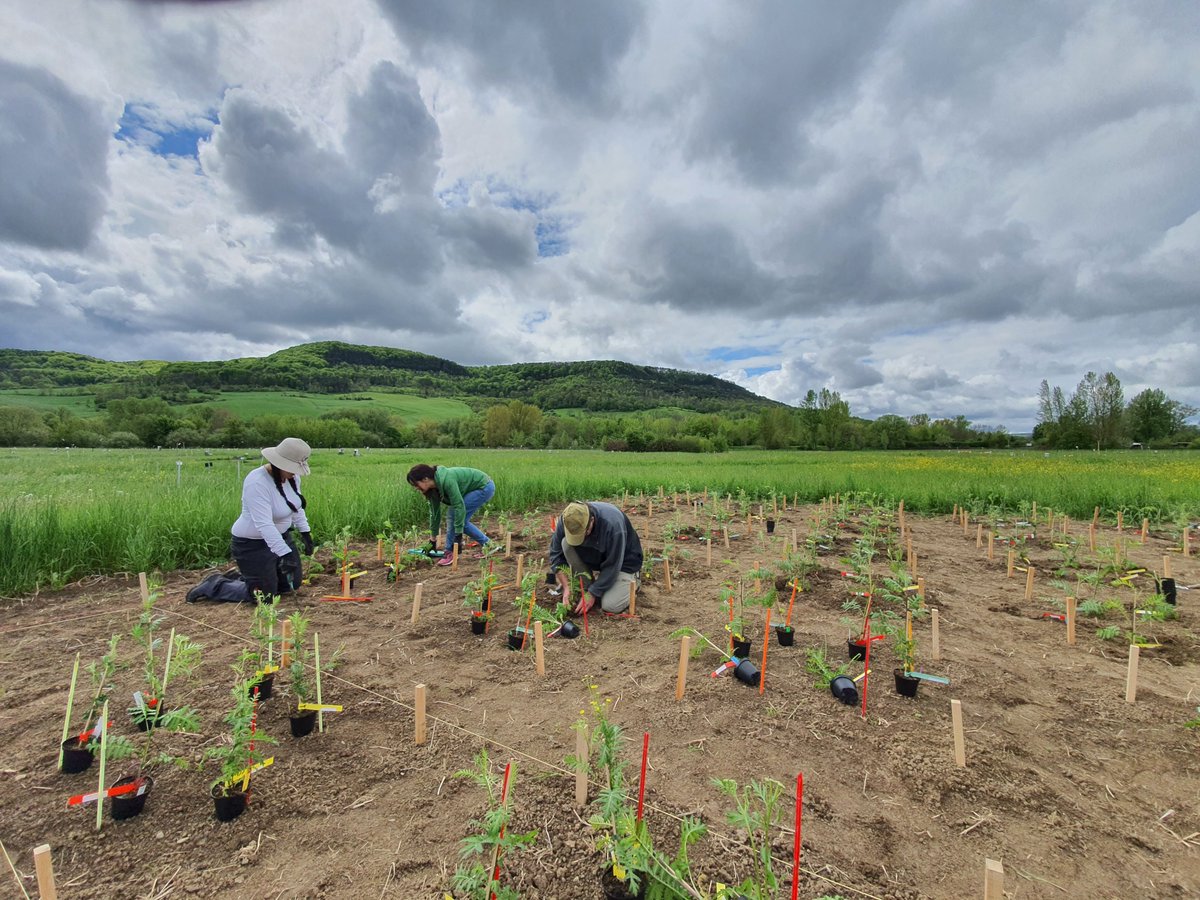 TerrEcolGroup's tweet image. We are hiring! For our work in the @chemodiversity Research Unit, we seek a motivated PhD candidate with an interest in plant chemical ecology, as a driver of below- and aboveground communities. Are you - or do you know a good candidate? More info: lss.ls.tum.de/toek/stellenau…

RT=♥️