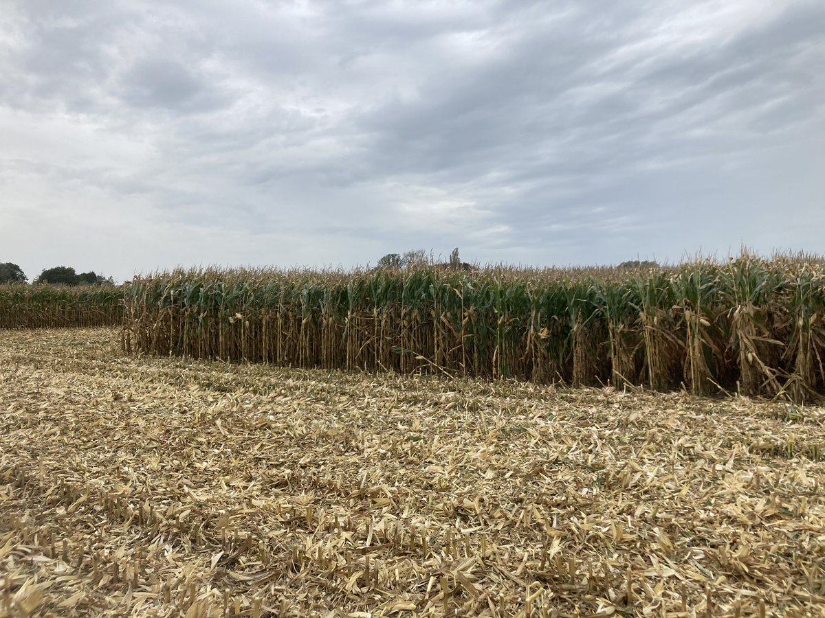 Récolte essais #maïs grain 🌽🌽 <a href="/DEKALB_FR/">DEKALB-FieldView by Bayer France</a> hier dans le Nord avant les pluies battantes 👌👌 Des bons  rendements 130 qtx sec mais assez humide ici 37% (pour de la pate humide) 👍 Vivement le retour du ☀️ !