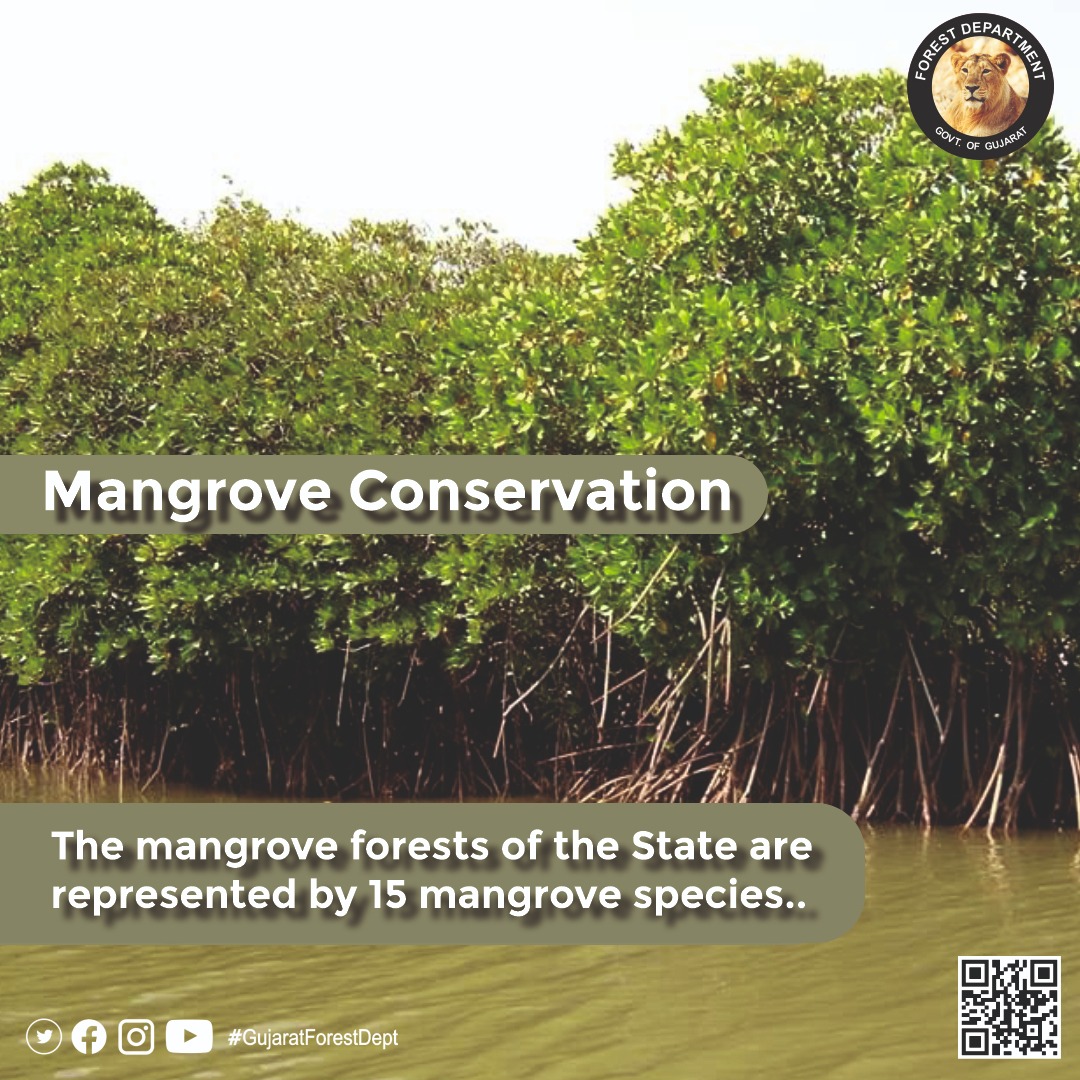 Mangrove conservation and development has been given very high importance in the State. 

The mangrove cover of the state is distributed over four regions Kachchh, Gulf of Kachchh, Saurashtra and South Gujarat..

#MangroveConservation #ProtectMangroves #SaveOurWetlands…