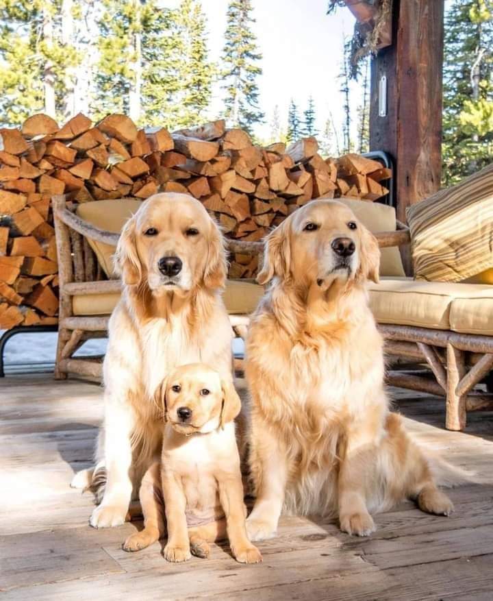 Gold_enRetriver's tweet photo. Happy family 🥰
#dogs https://t.co/DYqkWJnQUy