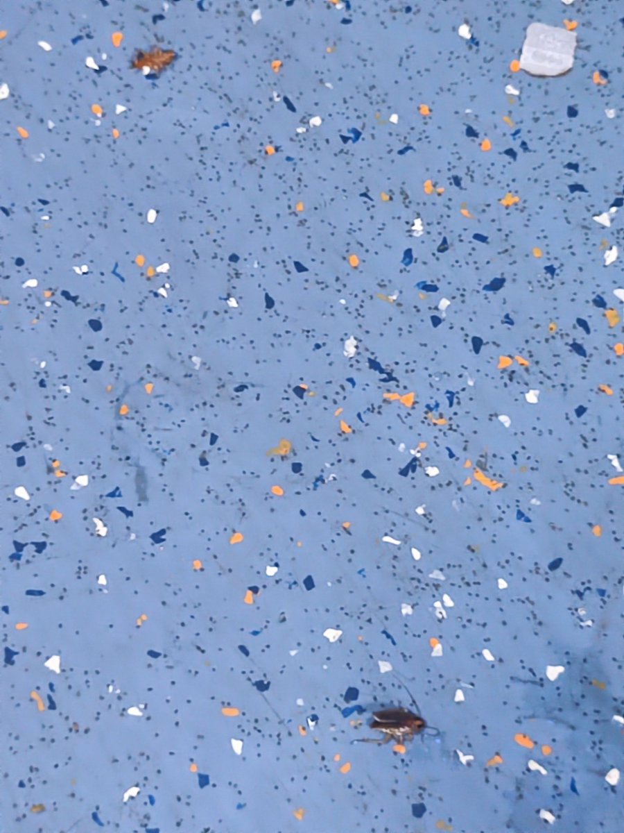 maddysuraj's tweet photo. Found 15-20 cockroach in a span of 15 minutes.. B6 Himsagar express. Oct 20,2023....
We can't have a basic hygiene....... This is to be rectified. https://t.co/Wcs2Ti8tV4