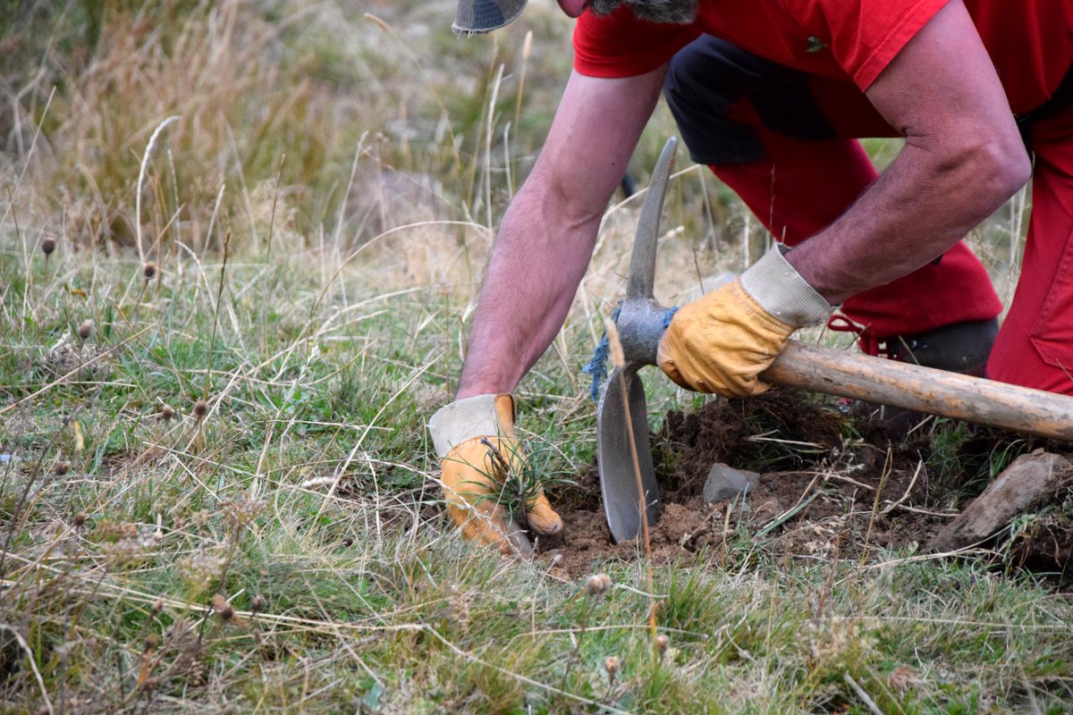 Dans le cadre du plan de boisement du Pla d’Adet, 700 pins à crochets, espèce endémique des Pyrénées, viennent d’être plantés sur le secteur par l'<a href="/ONF_Officiel/">Office national des forêts</a> 
Les plants sont issus de semences de la Réserve de Néouvielle, afin de favoriser une essence locale.