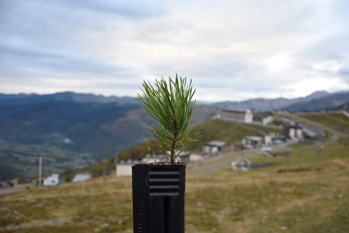 SaintLaryAlti's tweet photo. Dans le cadre du plan de boisement du Pla d’Adet, 700 pins à crochets, espèce endémique des Pyrénées, viennent d’être plantés sur le secteur par l'@ONF_Officiel 
Les plants sont issus de semences de la Réserve de Néouvielle, afin de favoriser une essence locale. https://t.co/4rPw9WtoqS