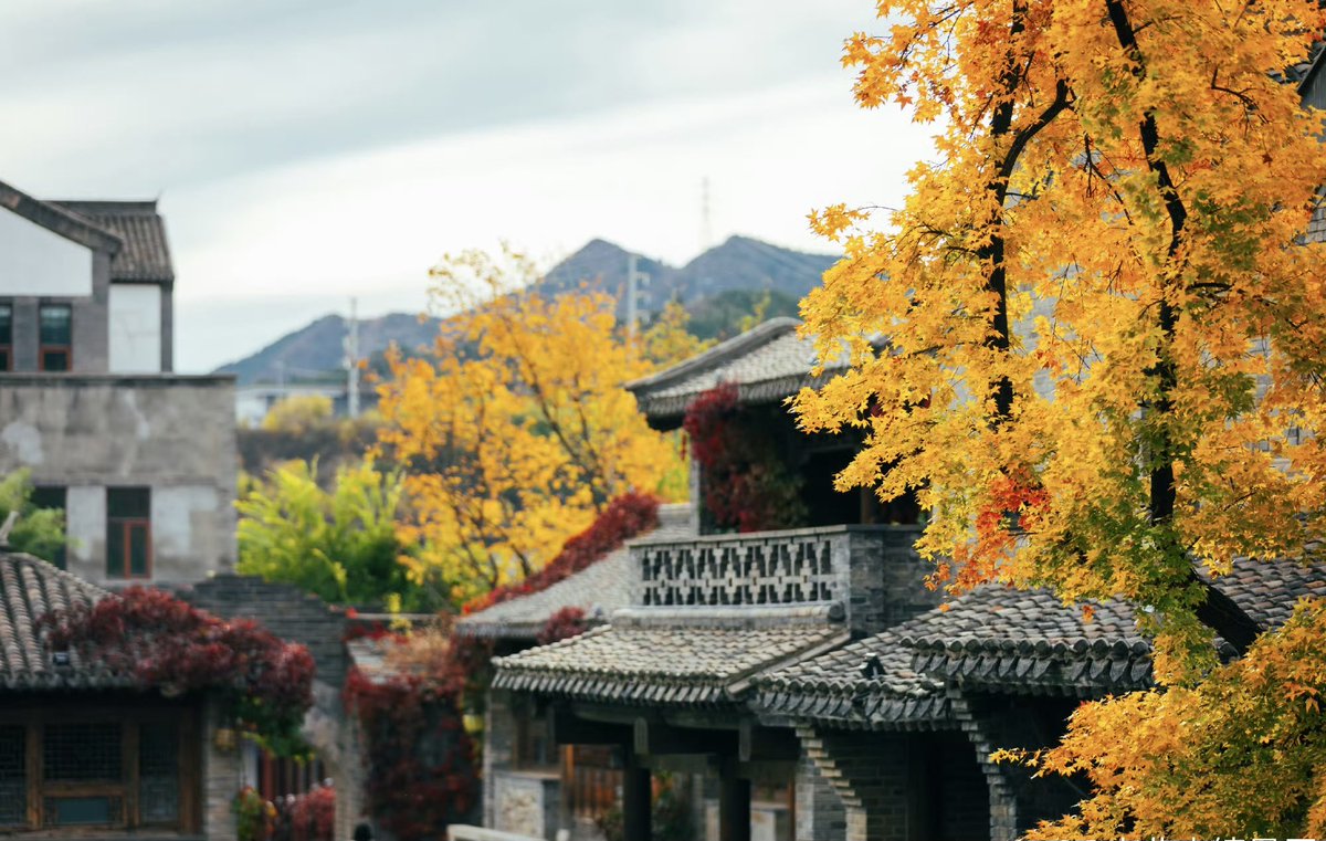 Gyoouv's tweet photo. 🍁 Exploring Gubei Water Town near Beijing: A golden autumnal fairytale with ancient charm, hot springs, and the Simatai Great Wall. Savor fall flavors, capture golden hues, and relax in nature’s embrace. A must-visit this season! 📸🍂 #GubeiWaterTown #AutumnInChina https://t.co/BzGdi7zDEO
