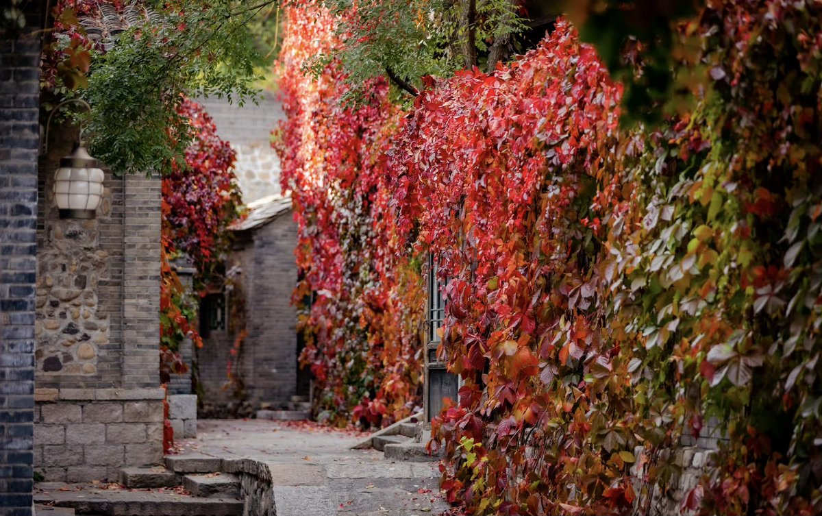 Gyoouv's tweet photo. 🍁 Exploring Gubei Water Town near Beijing: A golden autumnal fairytale with ancient charm, hot springs, and the Simatai Great Wall. Savor fall flavors, capture golden hues, and relax in nature’s embrace. A must-visit this season! 📸🍂 #GubeiWaterTown #AutumnInChina https://t.co/BzGdi7zDEO