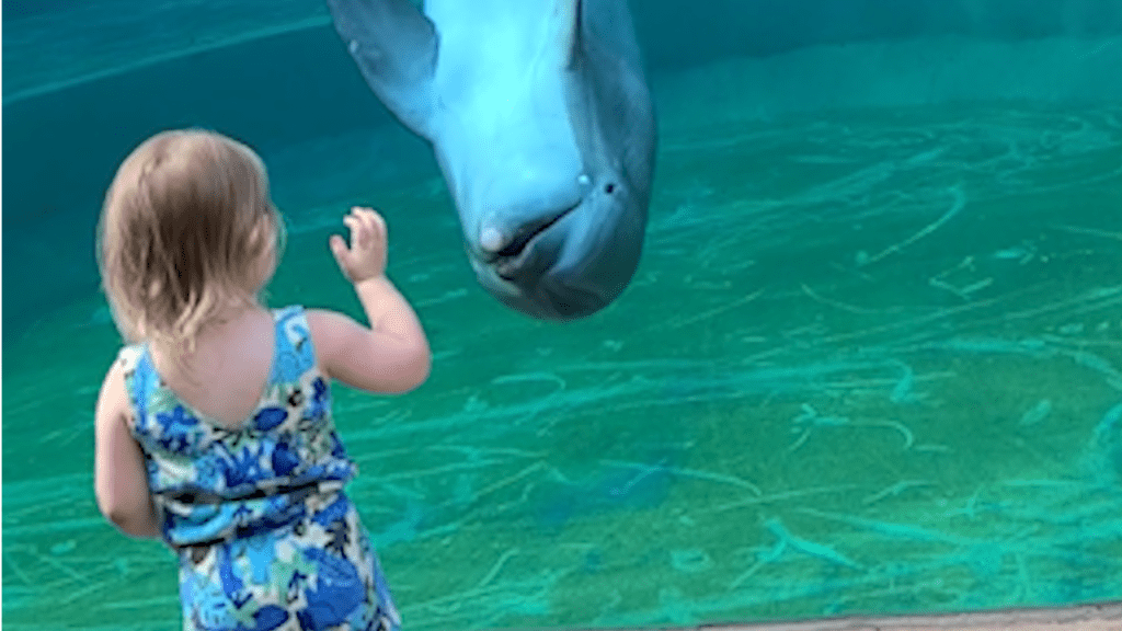 nypost's tweet photo. Dolphin chats with little girl: ‘He’s talking to you!’ https://t.co/iij9JAEjFs https://t.co/1Xw1i7gb8c