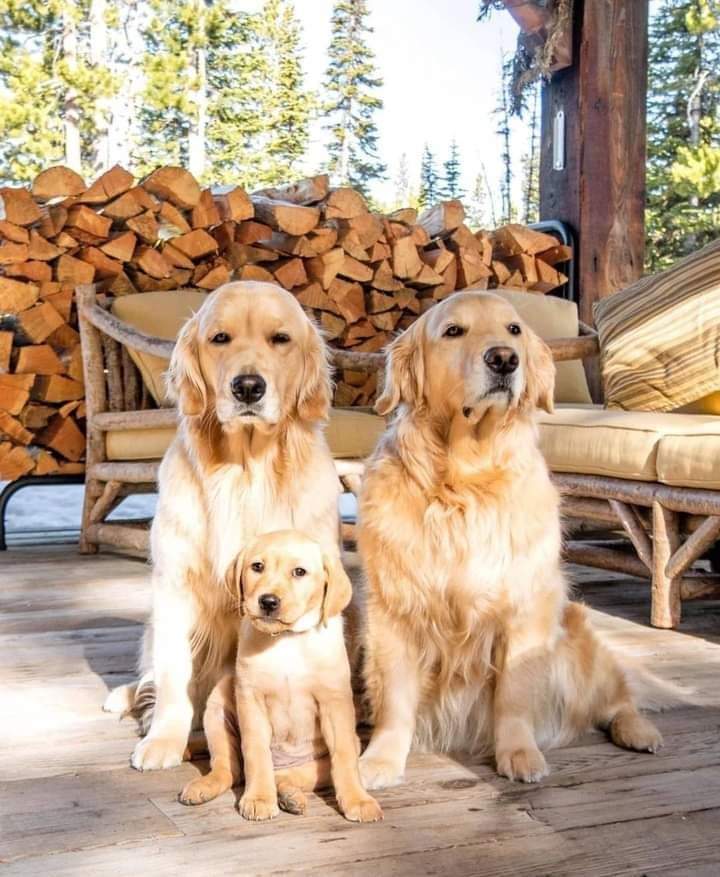 Happy family #goldenretriever #dogsoftwitter