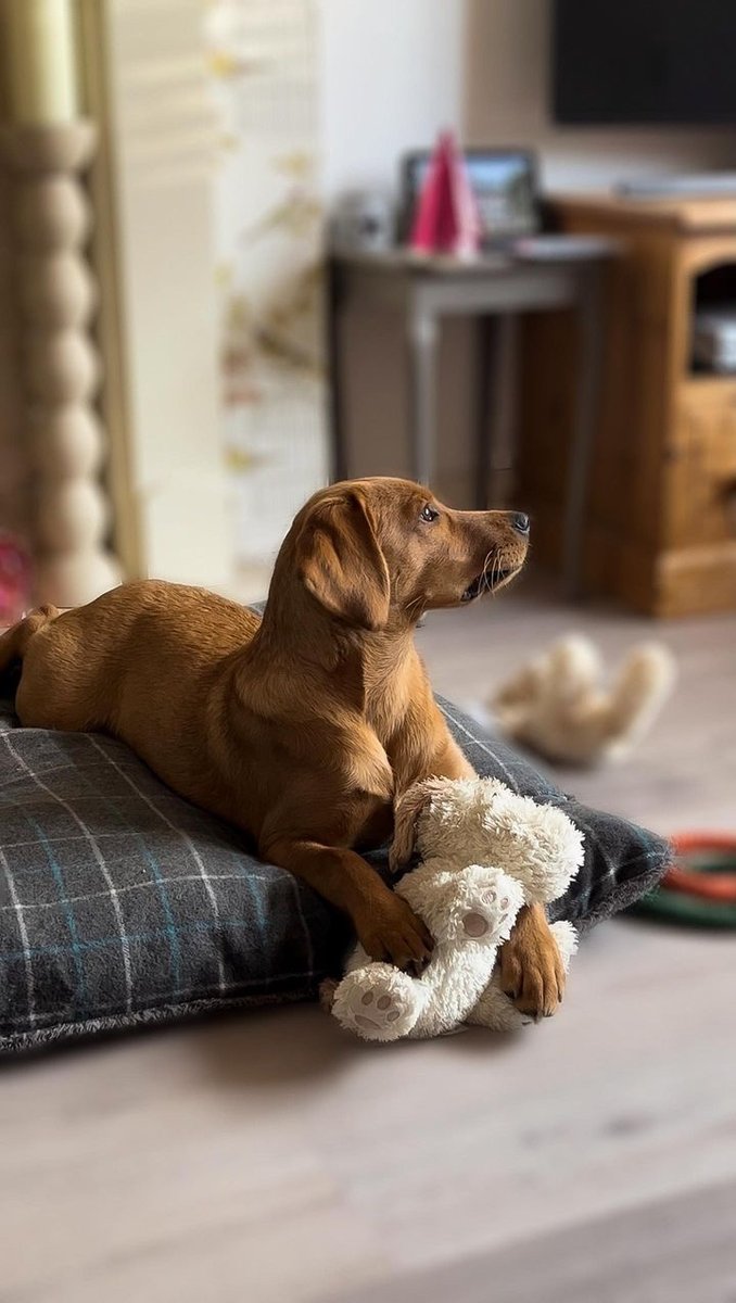 GorPets's tweet image. 🐶 "Pure bliss on our super comfy cushion! 😍 Furry friends know how to relax in style. 🐾 #GorPets #CushyComfort
