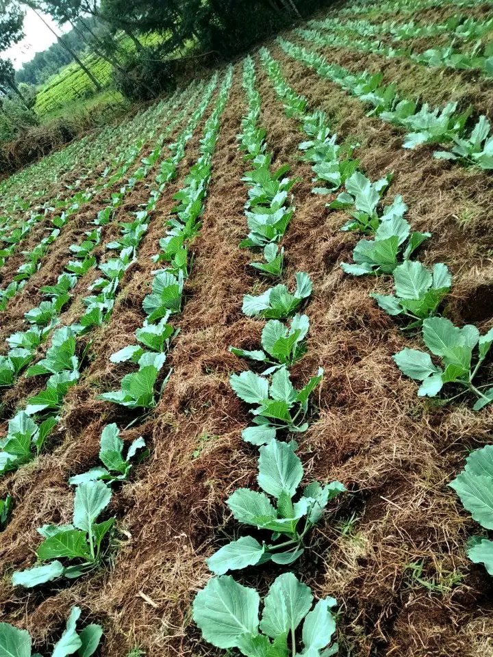 AxiomZorn's tweet photo. Take a look at the @axiomzorn GPS capture and geo-shaping of the field during the #profiling process.
It is #overlaid on a #digitalsoilmap developed in partnership with @narouganda enabling farmers to determine the most suitable crops and soil management practices. https://t.co/Tkcybg6puc