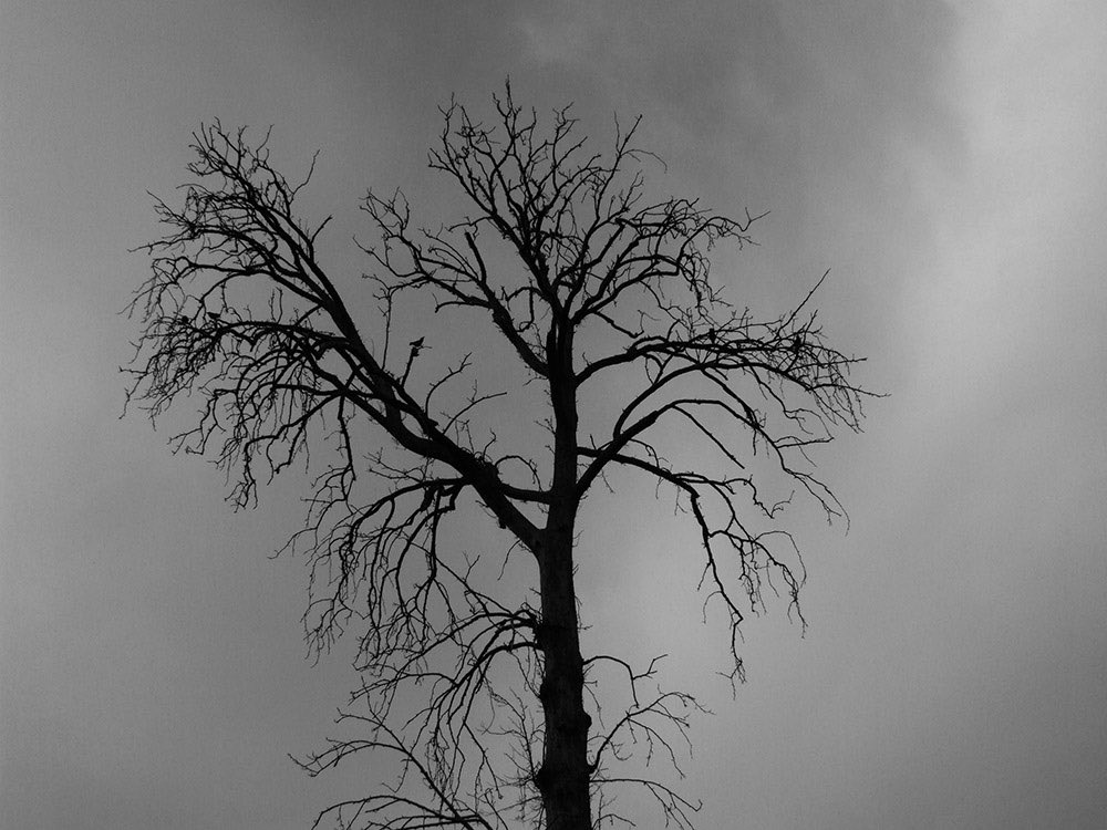 PattraMarya's tweet photo. My submission for Nick's #CleverCurator challenge is captured about  trees.

4 pieces I chose:

1) Deep #81 by @luyotw 
2) luminous tree by @Abbas_rahmani63
3)A finished life by @behroozdaavari
4) Stripper by @PattraMarya

Tag 3 referees:
@johnny_olaleye
@Nddy_1759
@EddieLee21_ https://t.co/bUsoPt2gZ7