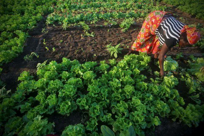 AMindaoudou's tweet photo. Elles jouent un rôle central pour nourrir l’Afrique mais sont trop souvent les grandes oubliées du secteur agricole. Les #femmes souffrent d’un accès inégal aux terres, aux financements et au matériel agricole, ce qui entrave grandement leur productivité. 

#Empowerment https://t.co/c7PbhcwPW3