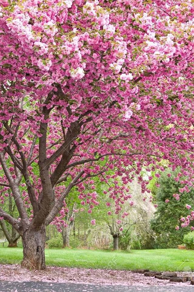 bociek191905's tweet photo. Image 44 - Landscape ,  Tree ,  Pink . 

. https://t.co/P19AATetDg