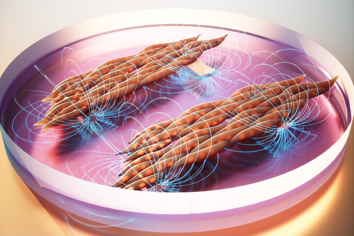 RT #Biologicalengineering #Biology Wobbly gel mat trains muscle cells to work together dlvr.it/Sxjthf